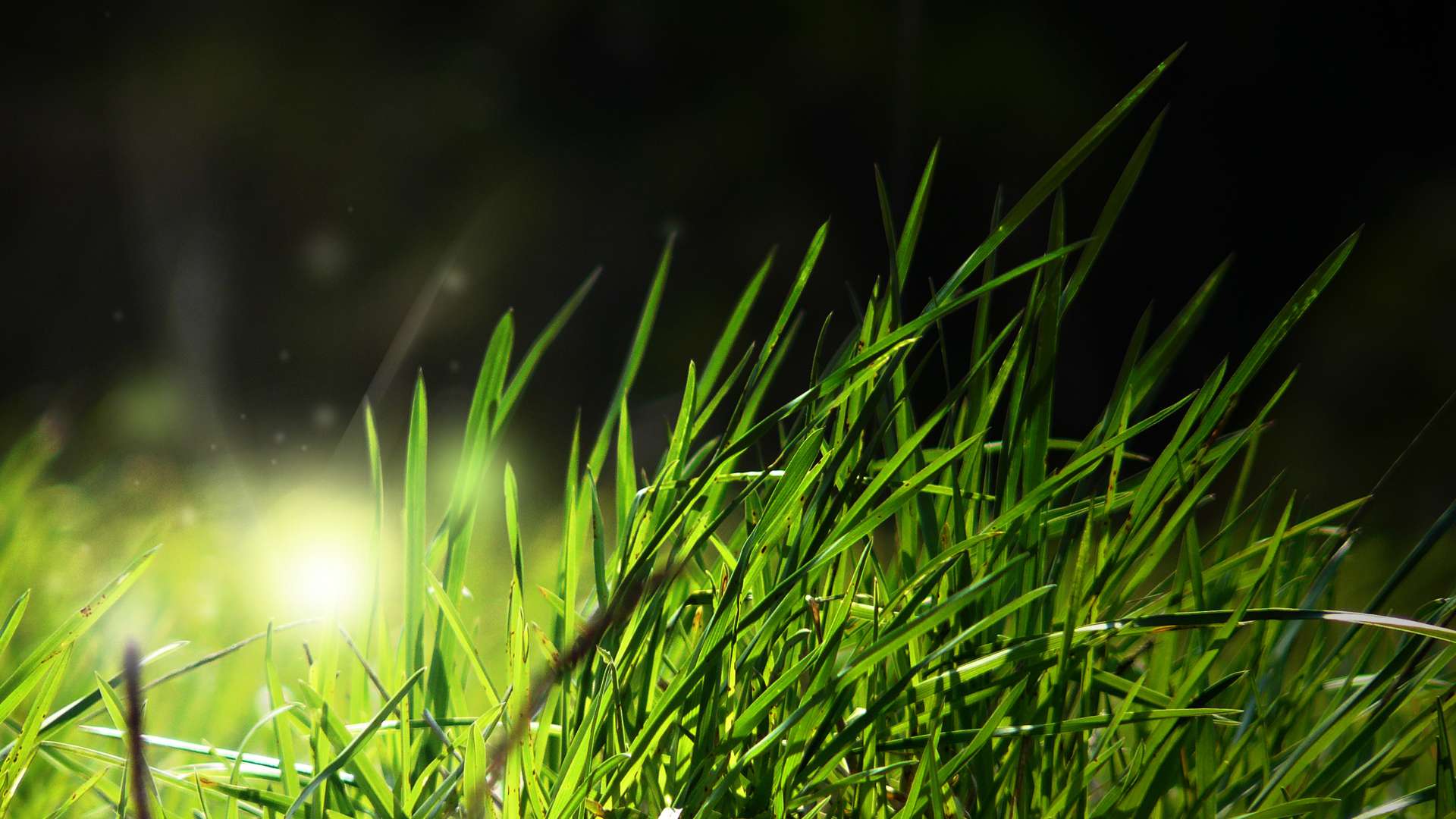 Shining In The Grass Hd Wallpaper - Grass 1080p - HD Wallpaper 