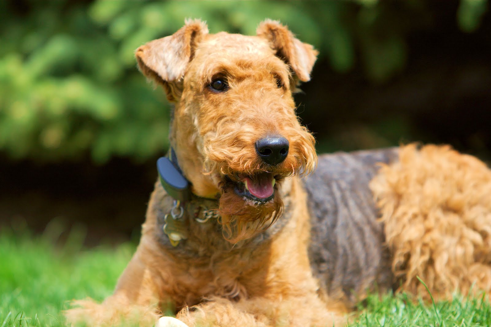 Beautiful Airedale Terrier Wallpaper - Airedale Terrier Irish Terrier - HD Wallpaper 