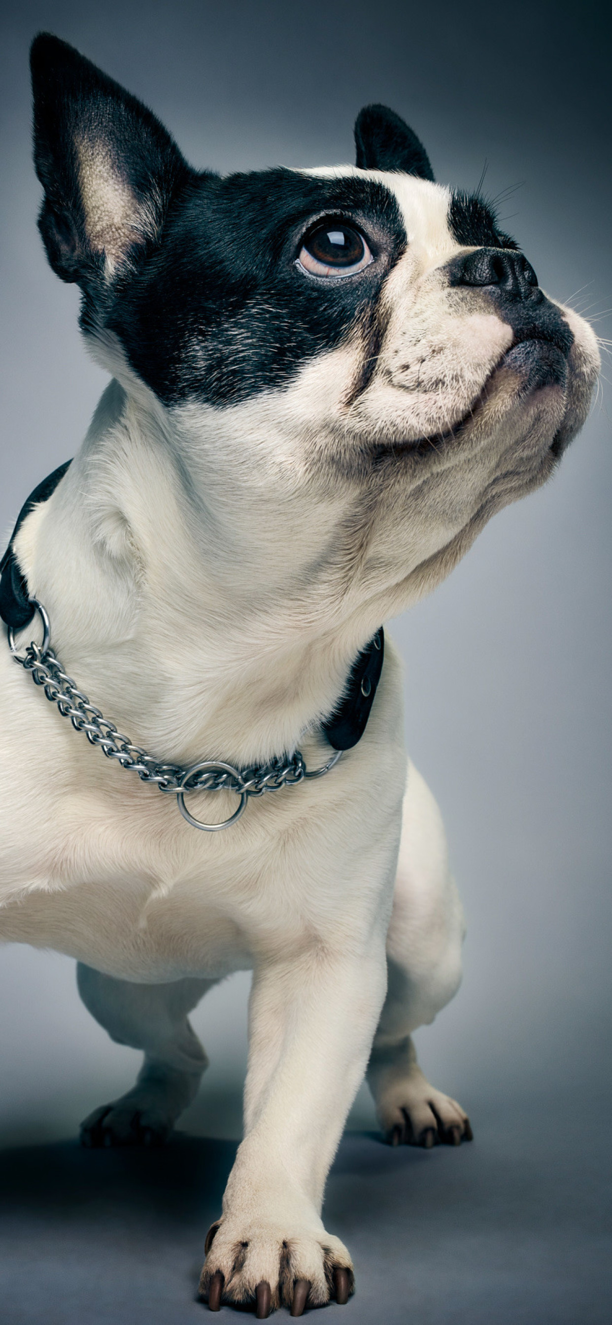 French Bulldog Wallpaper Iphone X - HD Wallpaper 