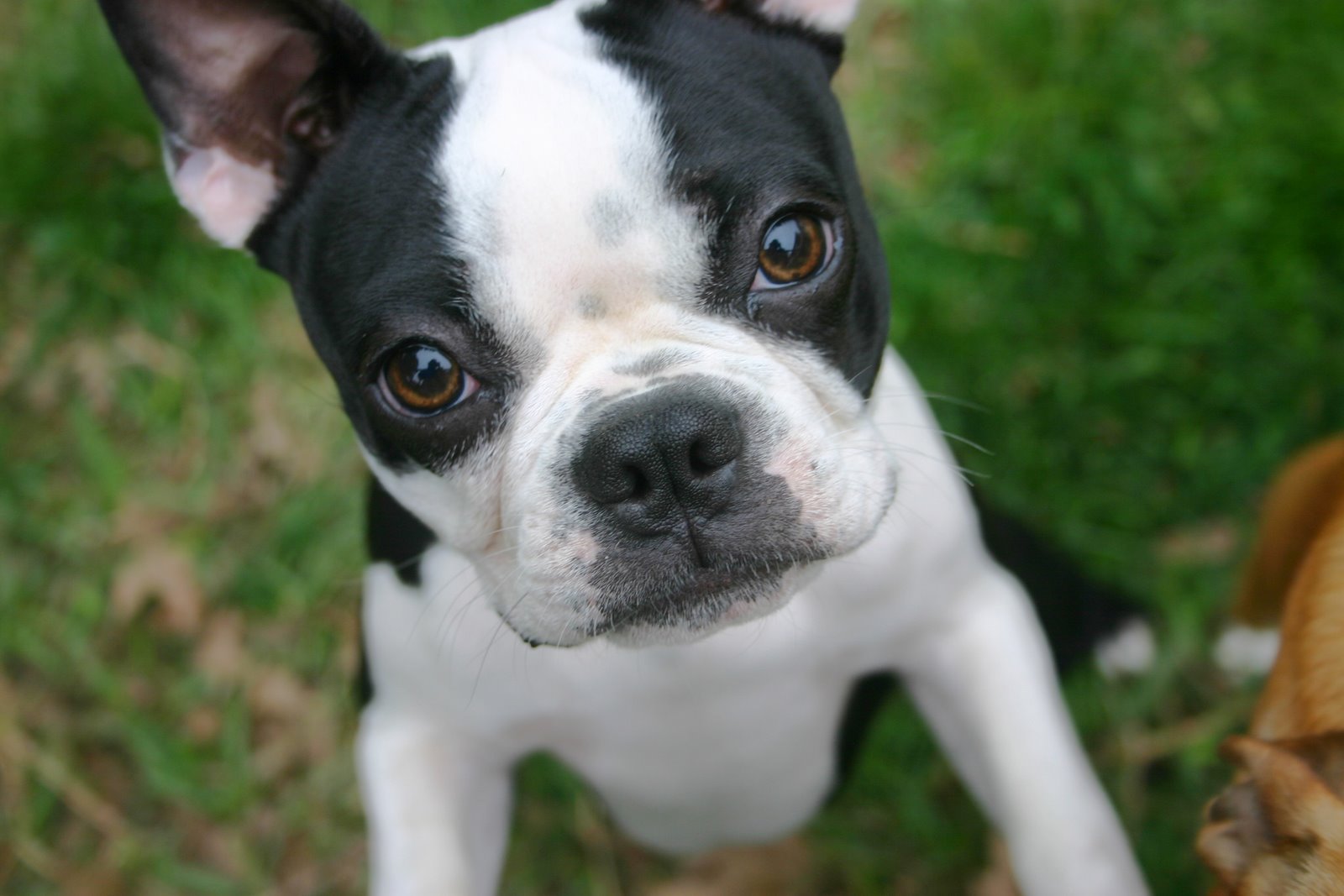 Boston Terrier - HD Wallpaper 