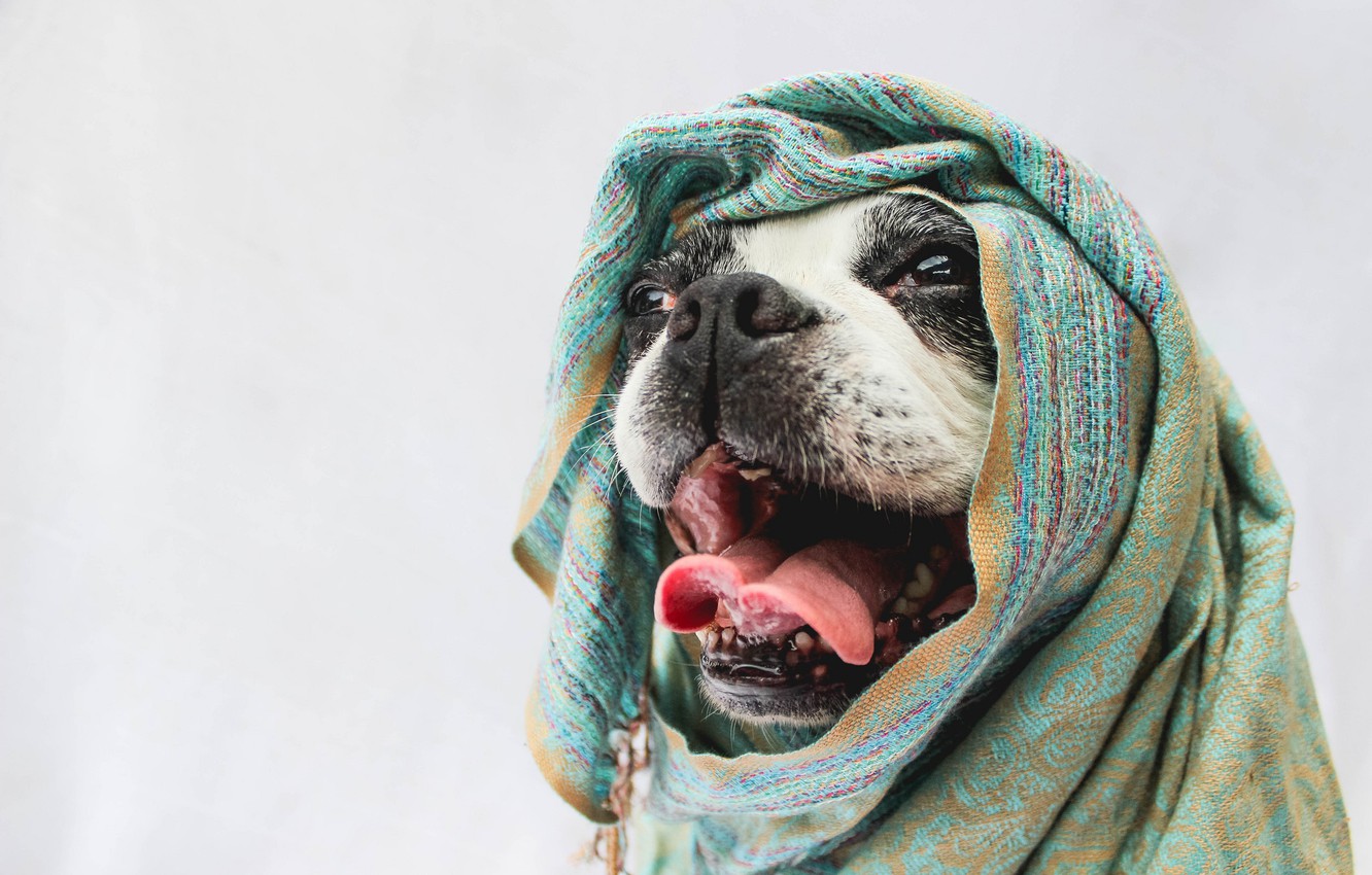 Photo Wallpaper Language, Face, Background, Dog, Mouth, - Boston Terrier Background Hd - HD Wallpaper 