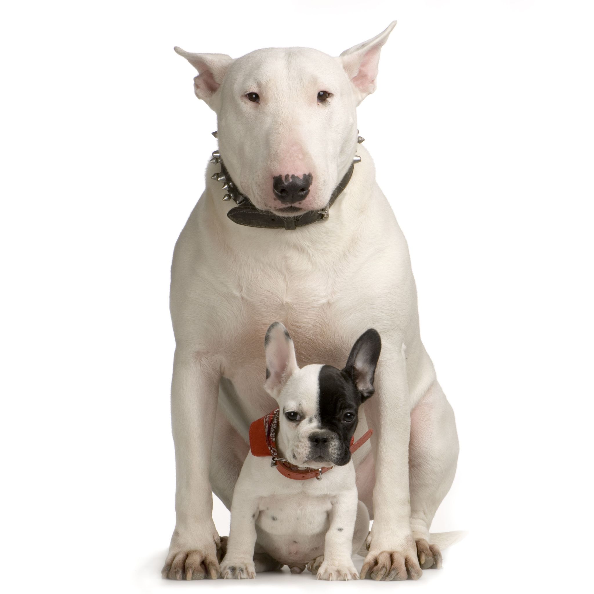 High Resolution Wallpaper - Bull Terrier Boston Terriers - HD Wallpaper 