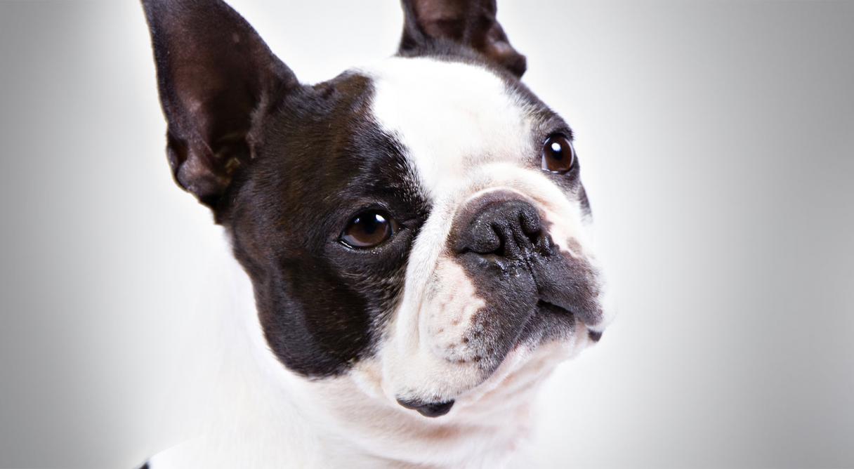 Preview Boston Terrier - HD Wallpaper 
