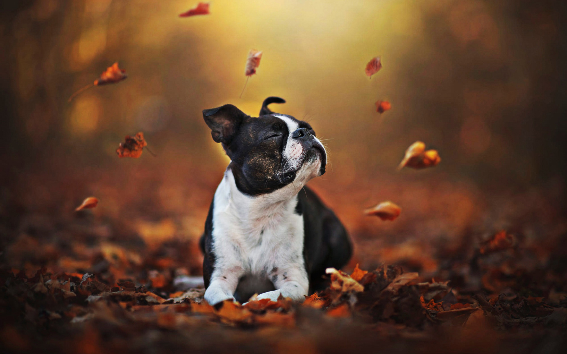 Boston Terrier, Autumn, Bokeh, Dogs, Dog In Forest, - Бульдог В Листве - HD Wallpaper 