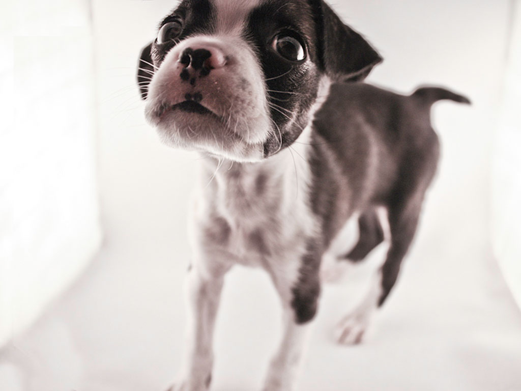 Boston Terrier - HD Wallpaper 
