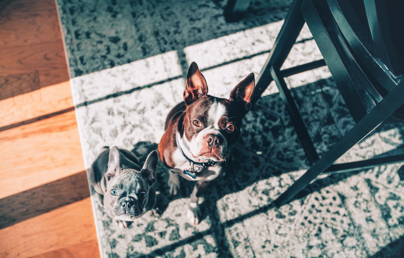 Photo Wallpaper Look, Carpet, Puppy, Two Dogs, Faces, - French Bulldog - HD Wallpaper 