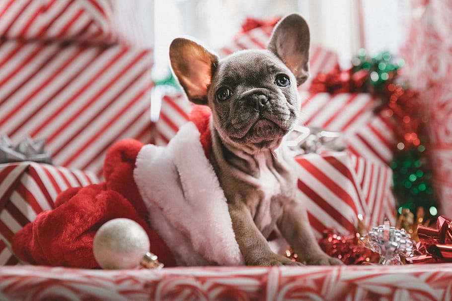 Christmas Wallpapers With Dogs - HD Wallpaper 