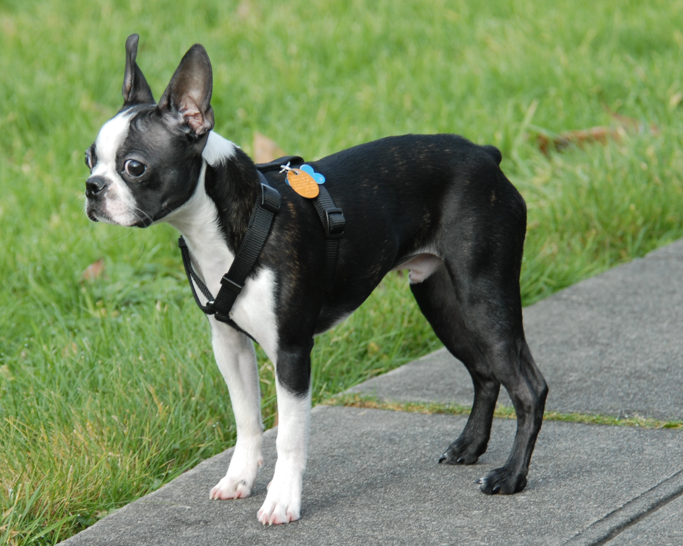 High Resolution Wallpaper - Full Grown Boston Terrier - HD Wallpaper 