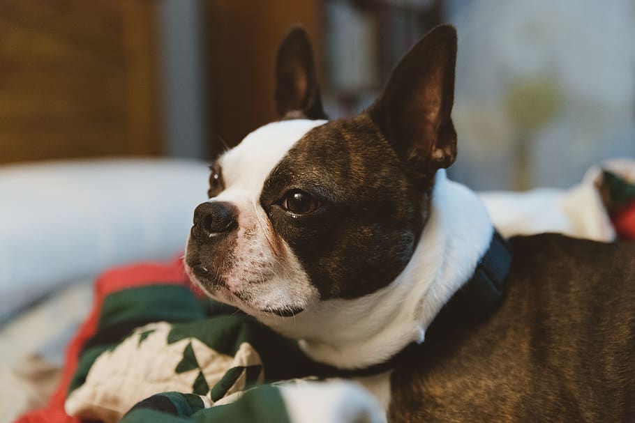 Boston Terrier, Dog, Pet, One Animal, Canine, Pets, - Boston Terrier - HD Wallpaper 
