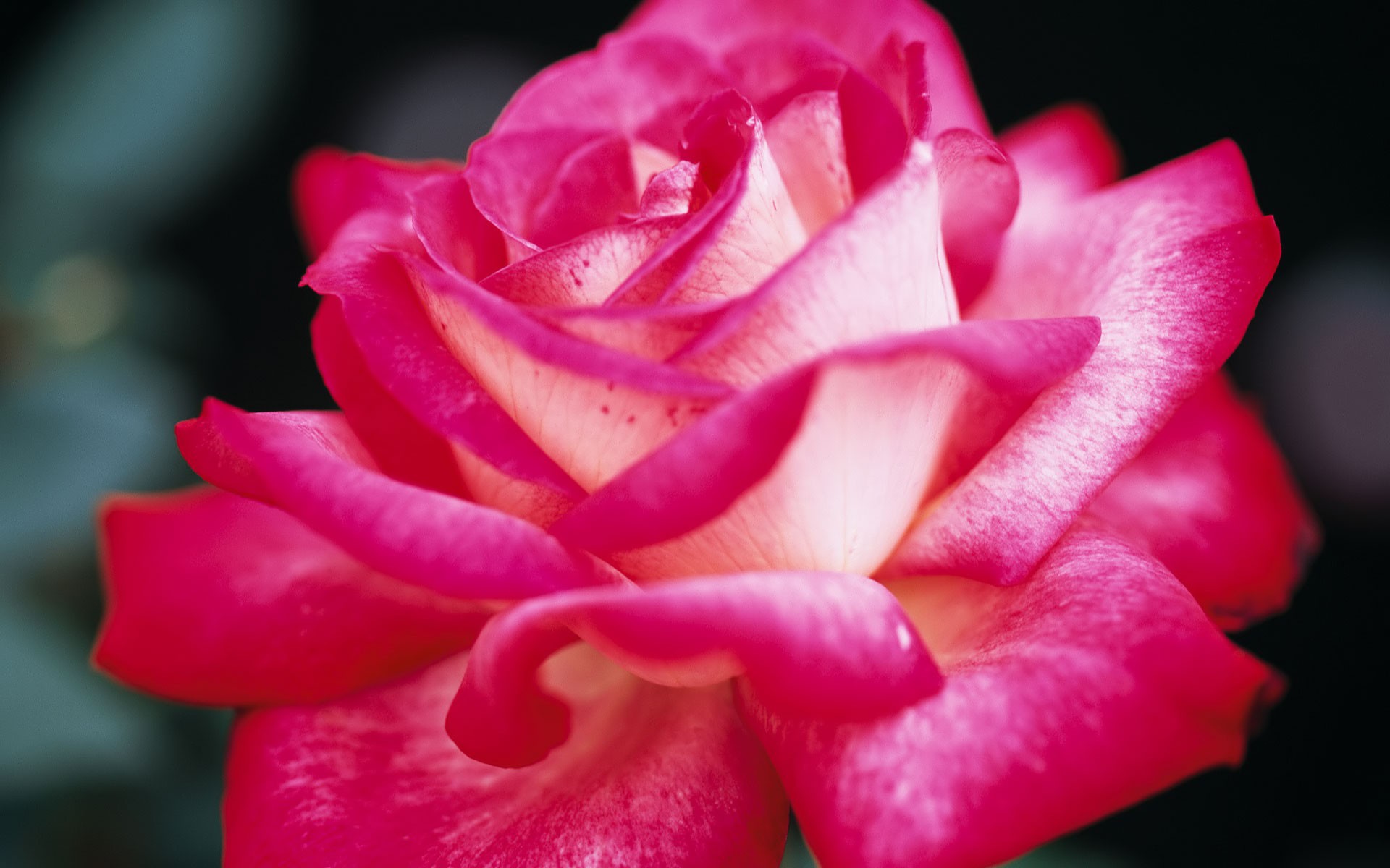 Pink Most Beautiful Rose - HD Wallpaper 