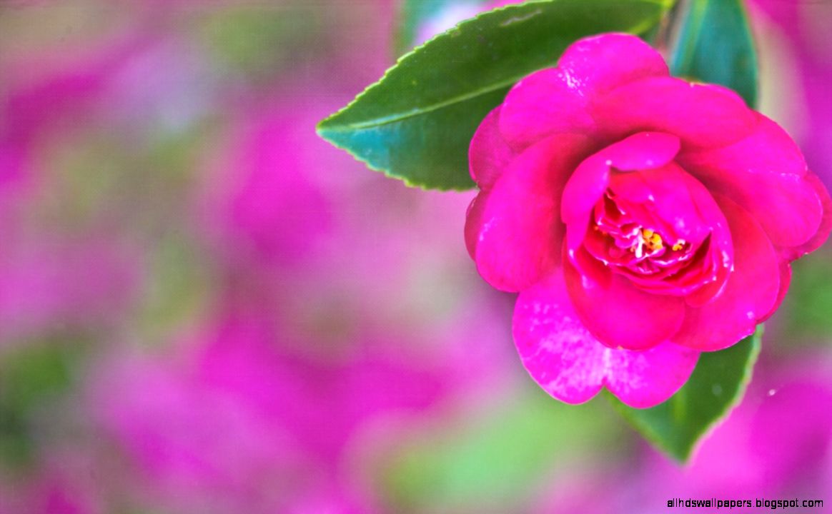 Pretty Pink Desktop - Wallpaper - HD Wallpaper 