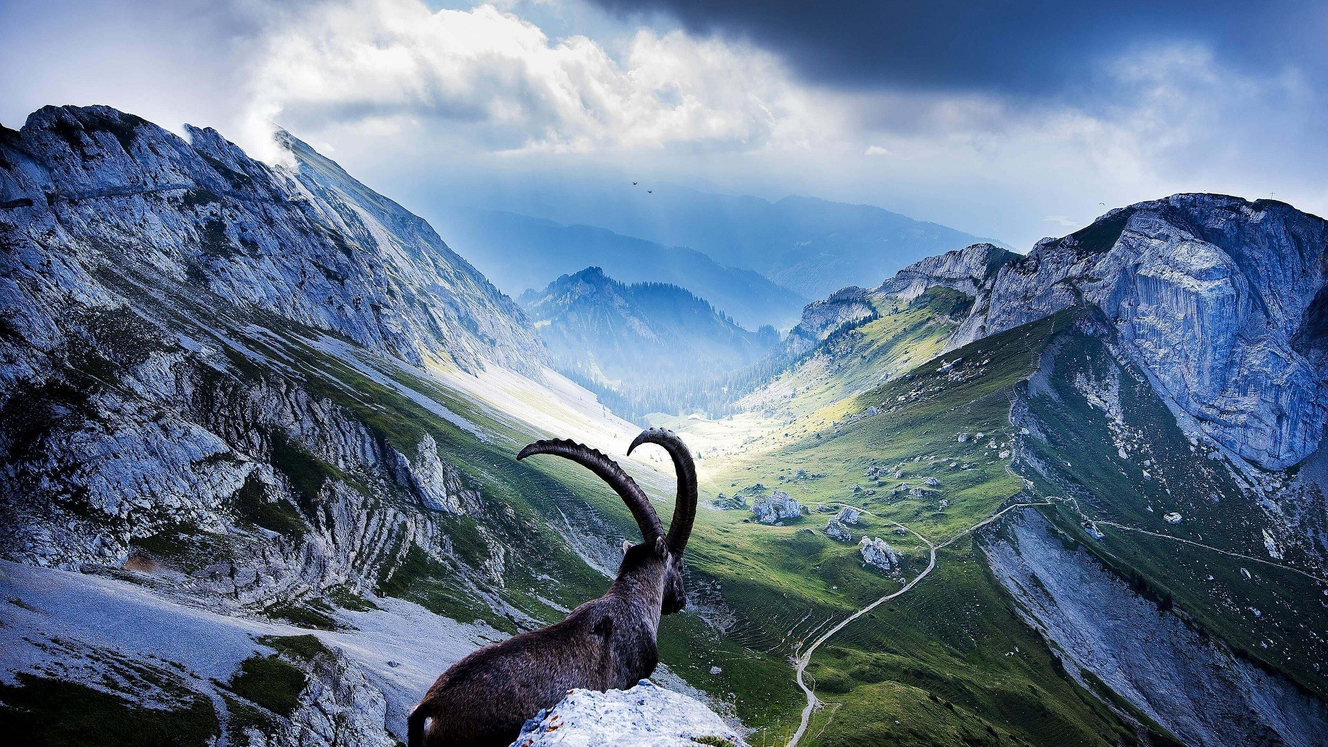Goat On Mountain Background - HD Wallpaper 