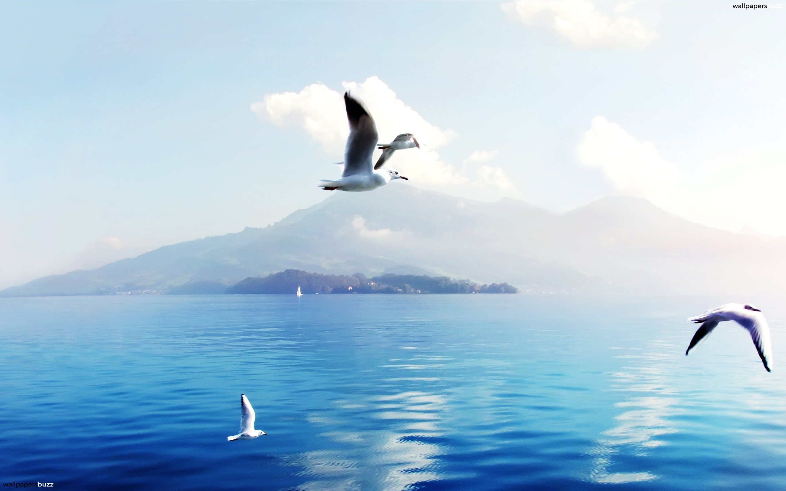 Seagulls Over The Sea 2560x1600 Wallpaper Teahub Io Seagulls Over The Sea 2560x1600 Wallpaper Teahub Io