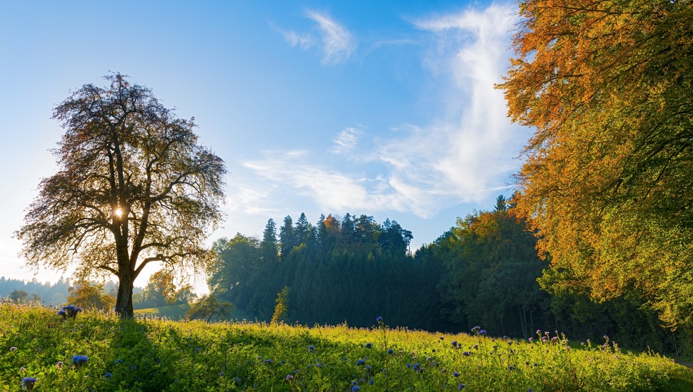 Meadow, Switzerland, Trees, Switzerland Desktop Background - Sky With Trees Background Hd - HD Wallpaper 