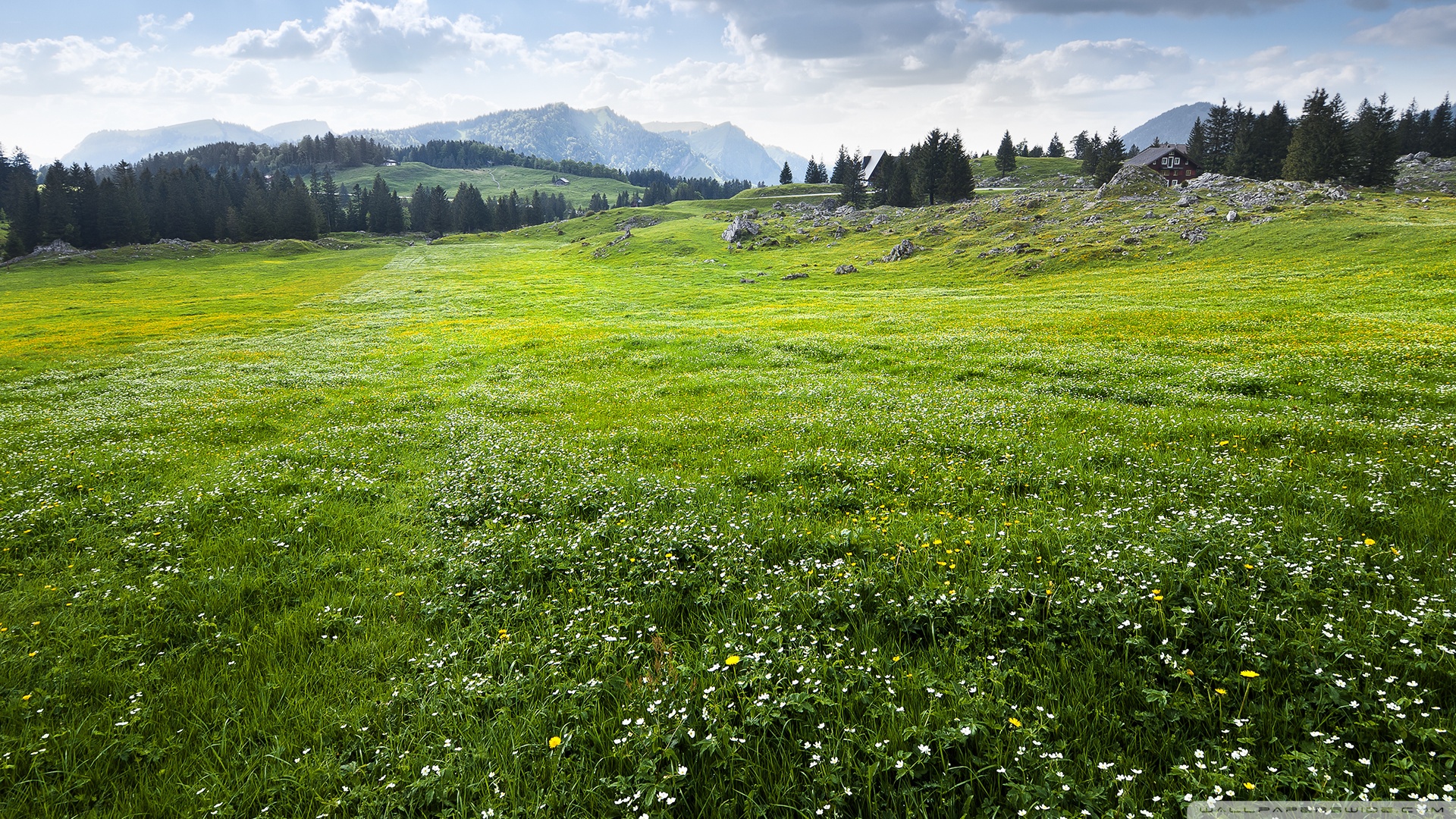 Real Nature Scene - HD Wallpaper 