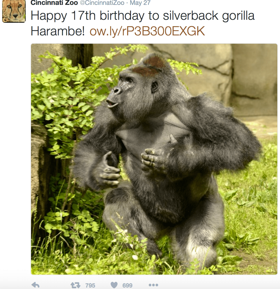 The Gorilla That Had To Die Because Of Neglectful Parents - Animals Playing Instruments - HD Wallpaper 