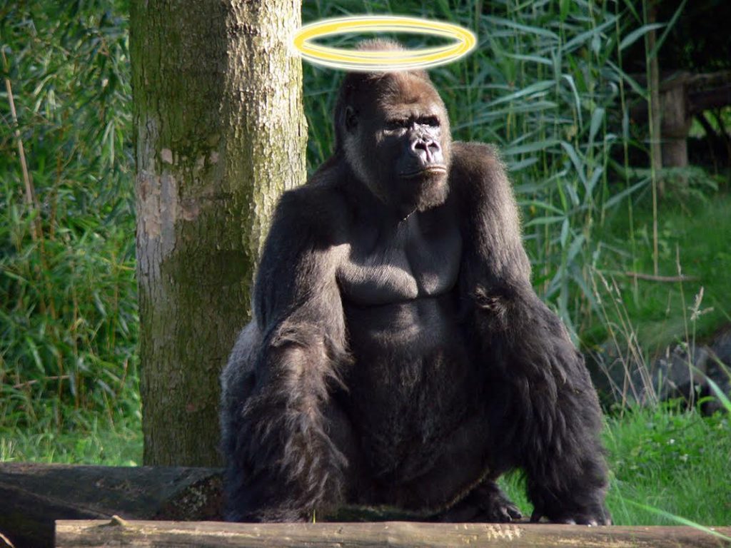 Whip Your Dick Out Meme - HD Wallpaper 