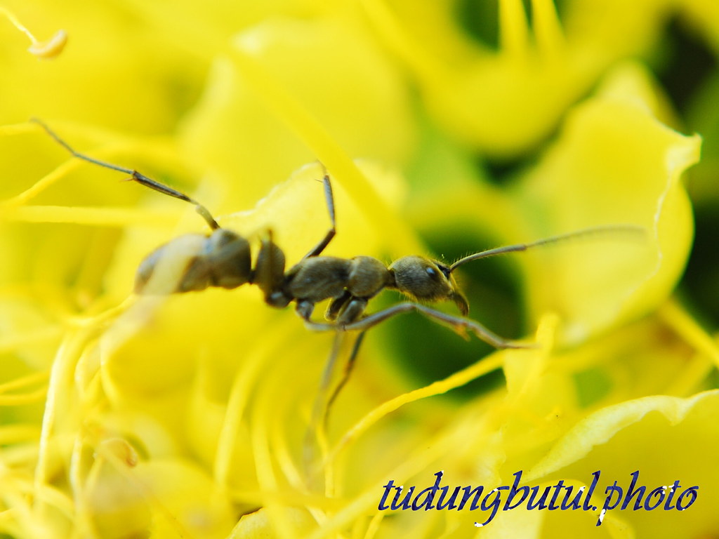 Mi Angel Eres Tu - HD Wallpaper 