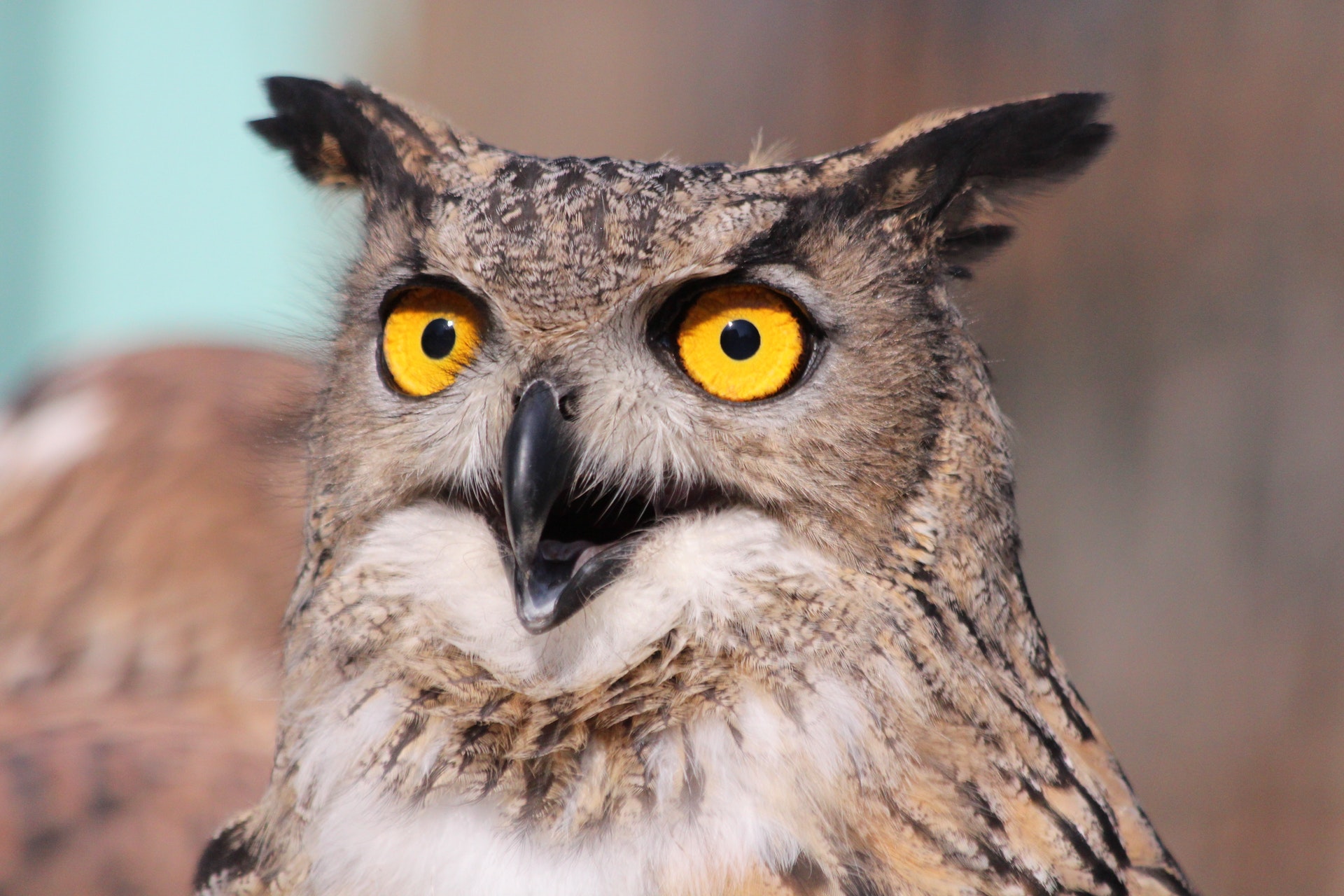 Zoom Big Owl Hd Wallpapers With Yellow Eyes - Surprised Birds - HD Wallpaper 