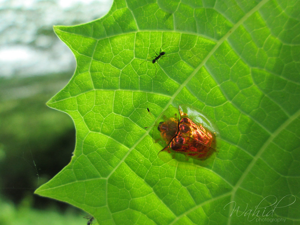 Macro Photography - HD Wallpaper 