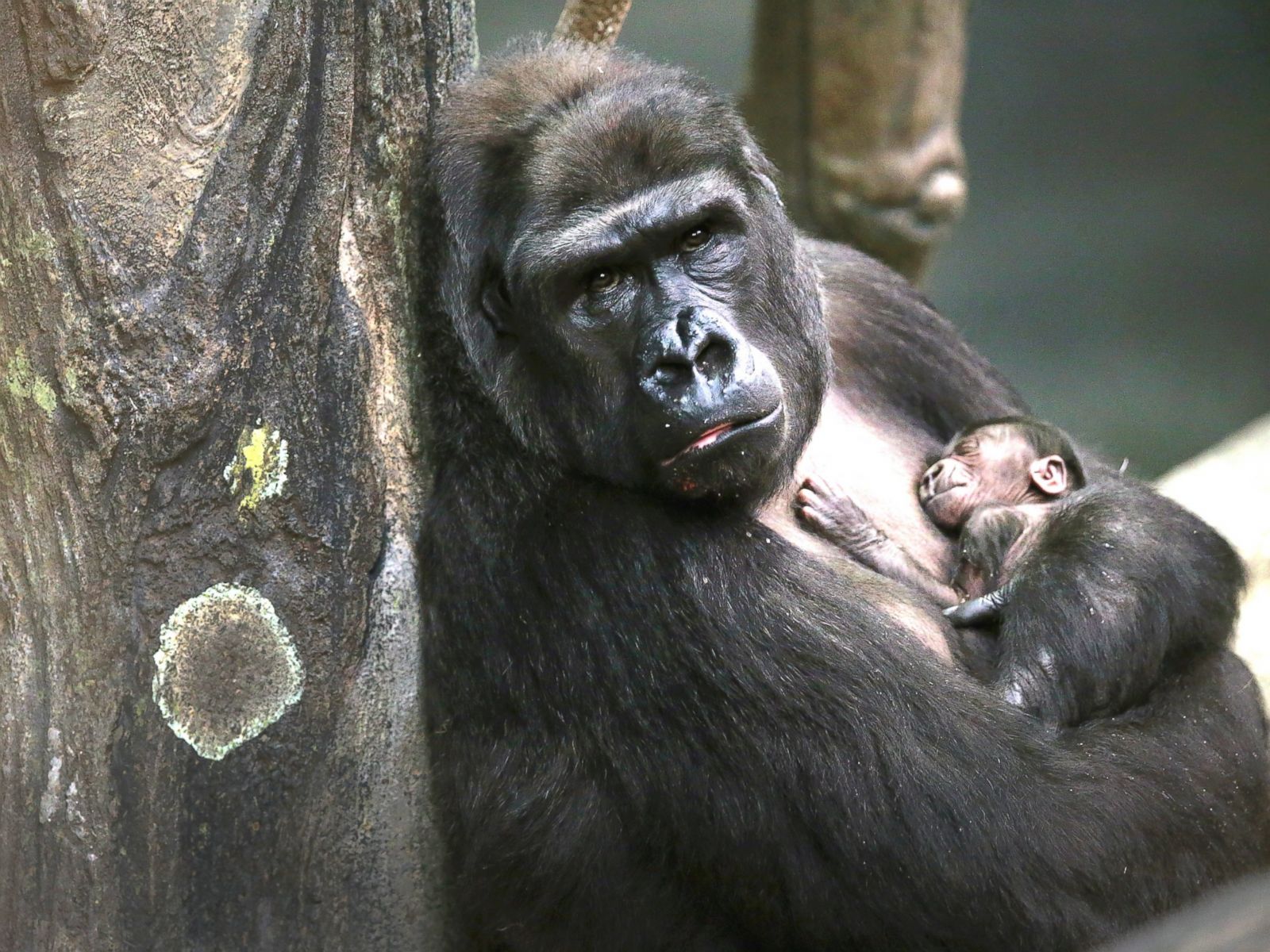 Gorilla Protecting Child - HD Wallpaper 