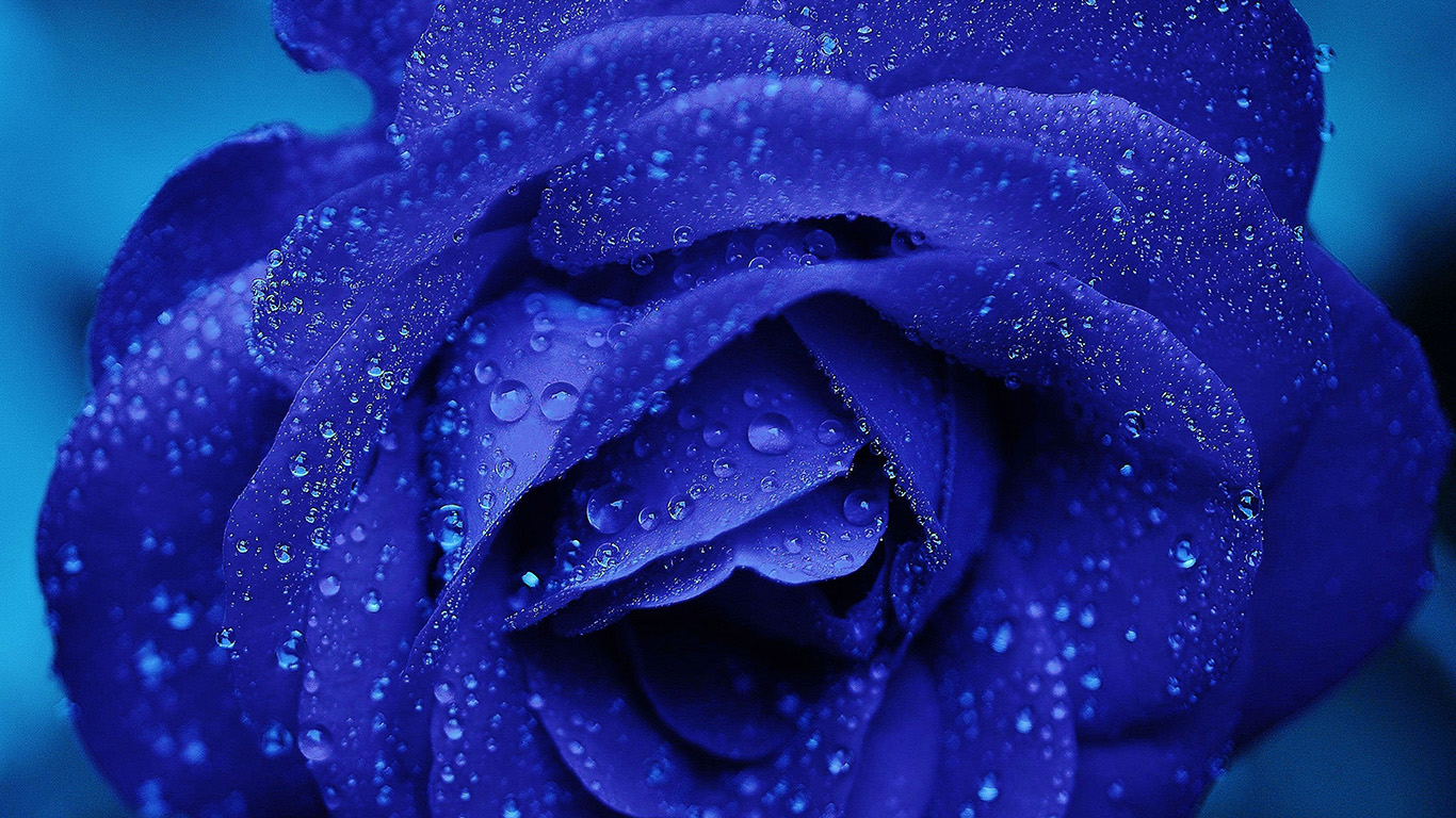 Desktop Wallpaper Laptop Mac Macbook Air Nd81 Rose - Blue Flower Wallpaper For Iphone Hd - HD Wallpaper 