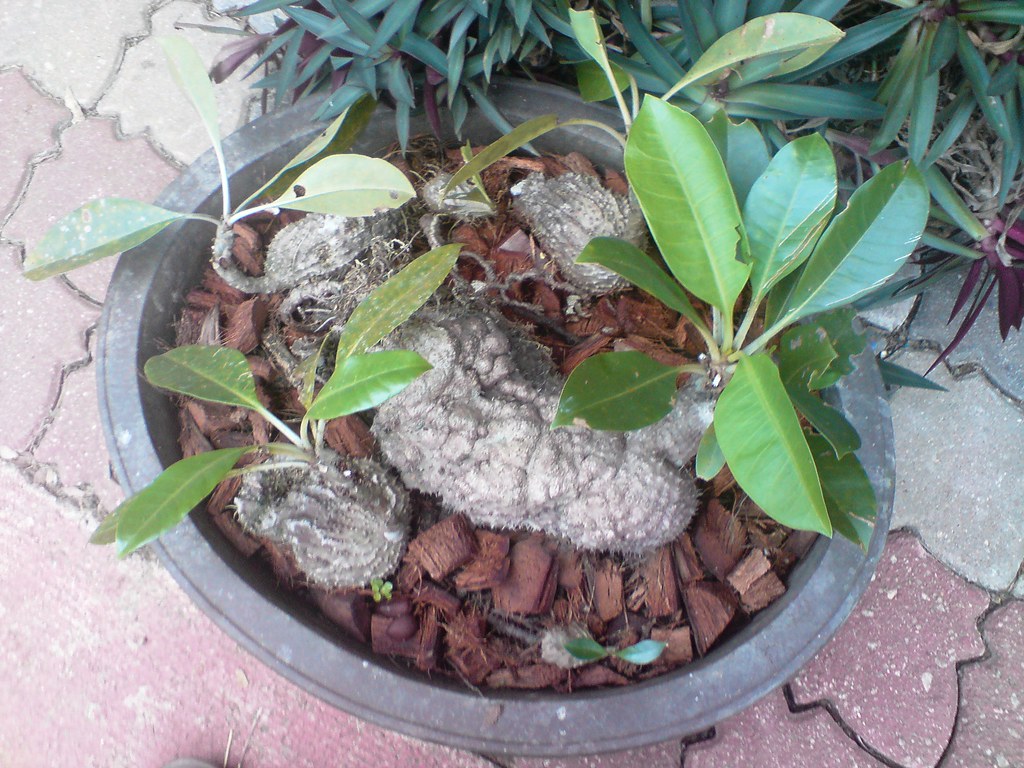 Flowerpot - HD Wallpaper 