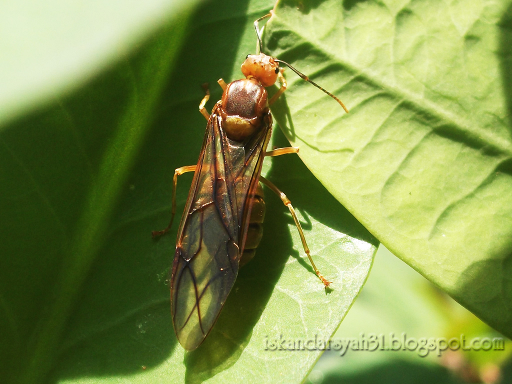 Net-winged Insects - HD Wallpaper 