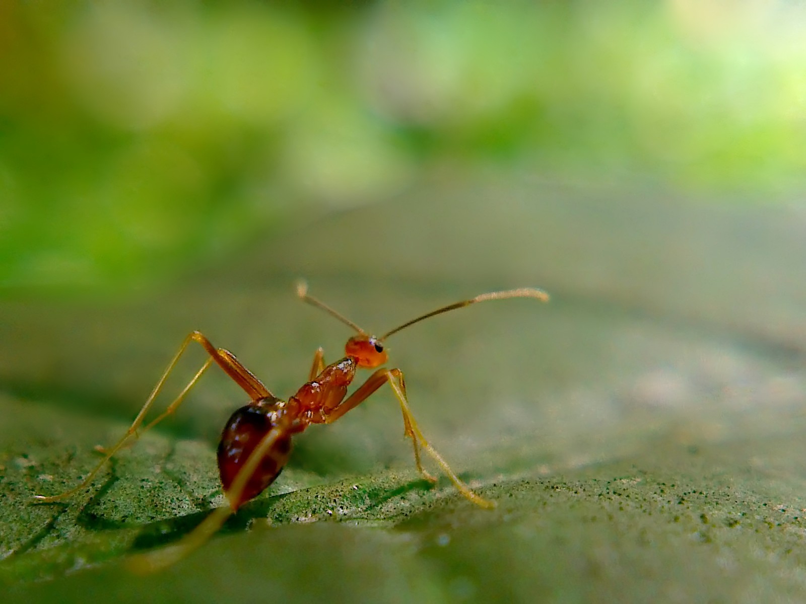 Image - Mosquito - 1600x1200 Wallpaper - teahub.io