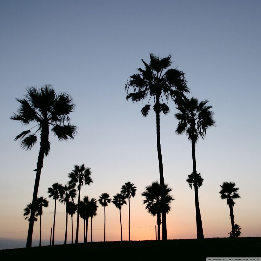 Ipad Wallpaper Palm Trees 1024x1024 Wallpaper Teahub Io