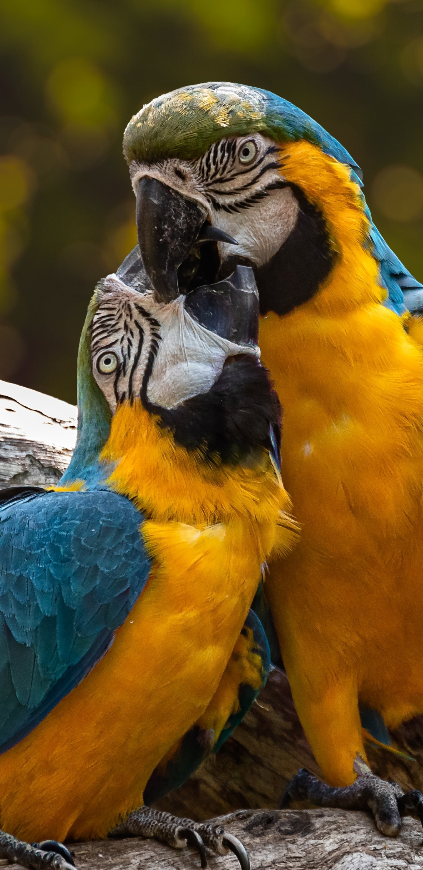 Zoo, Parrot, Macaw, Kiss, Pair, Wallpaper - Cute Animals Parrot Ara - HD Wallpaper 