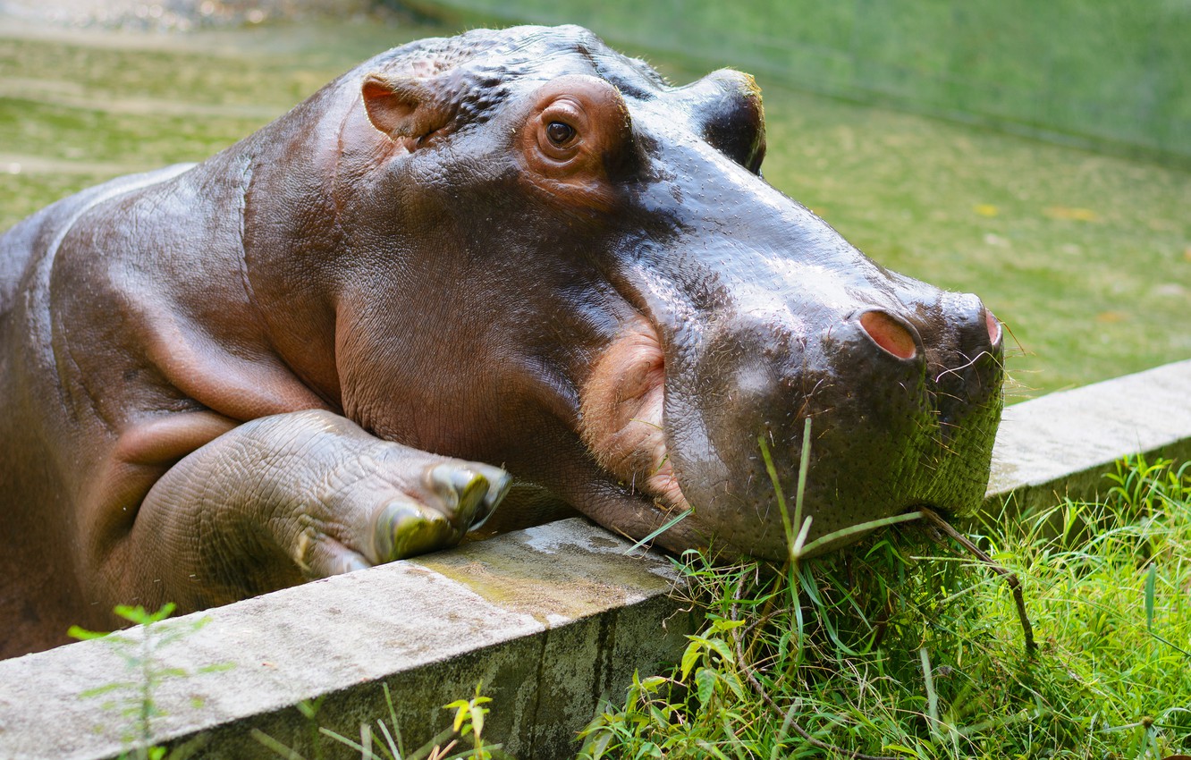 Photo Wallpaper Look, Face, Portrait, The Fence, Hippo, - Hippopotamus - HD Wallpaper 