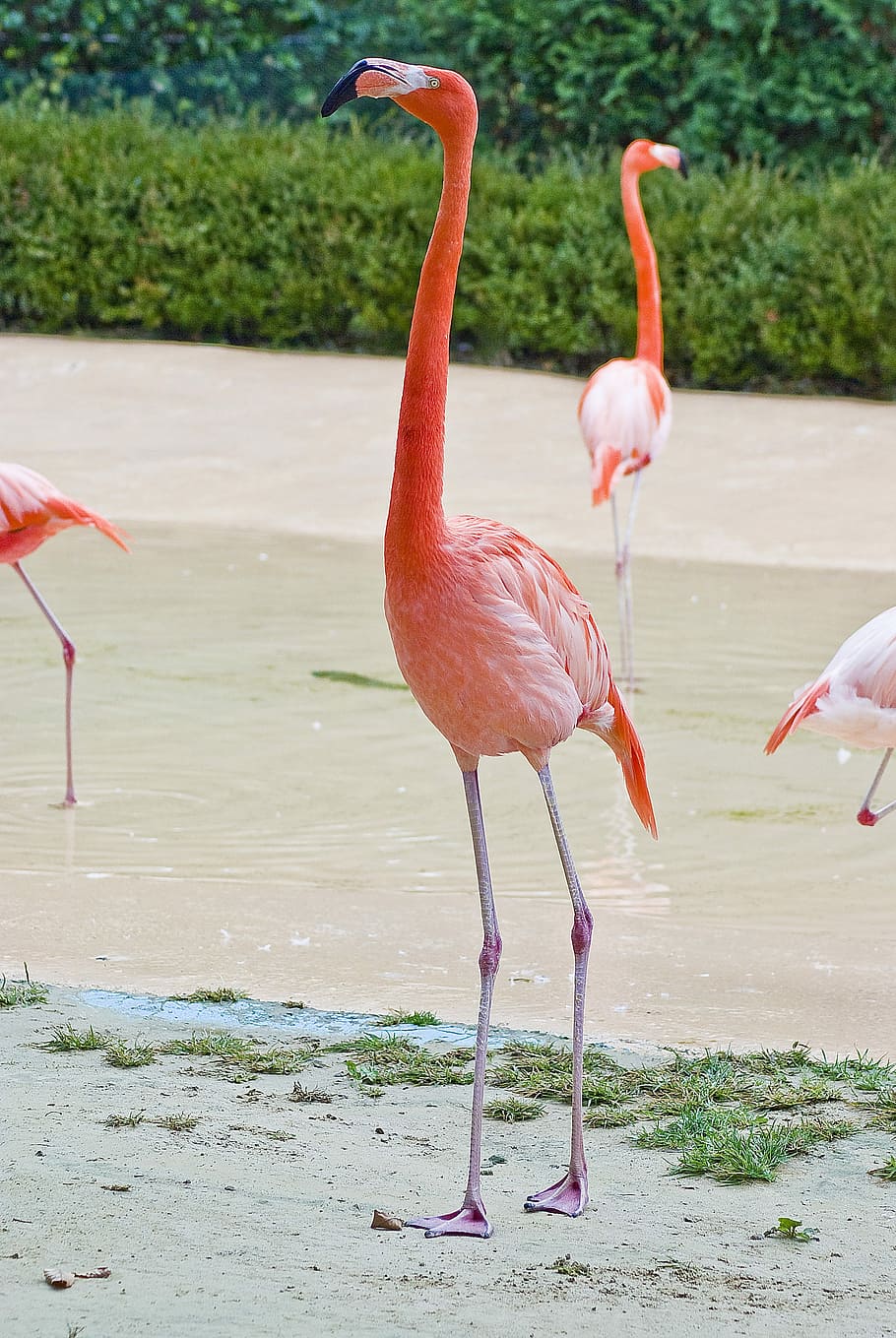 Flamingo, Zoo, Park, Birds, New, Nature, Animal, Pm, - Greater Flamingo - HD Wallpaper 