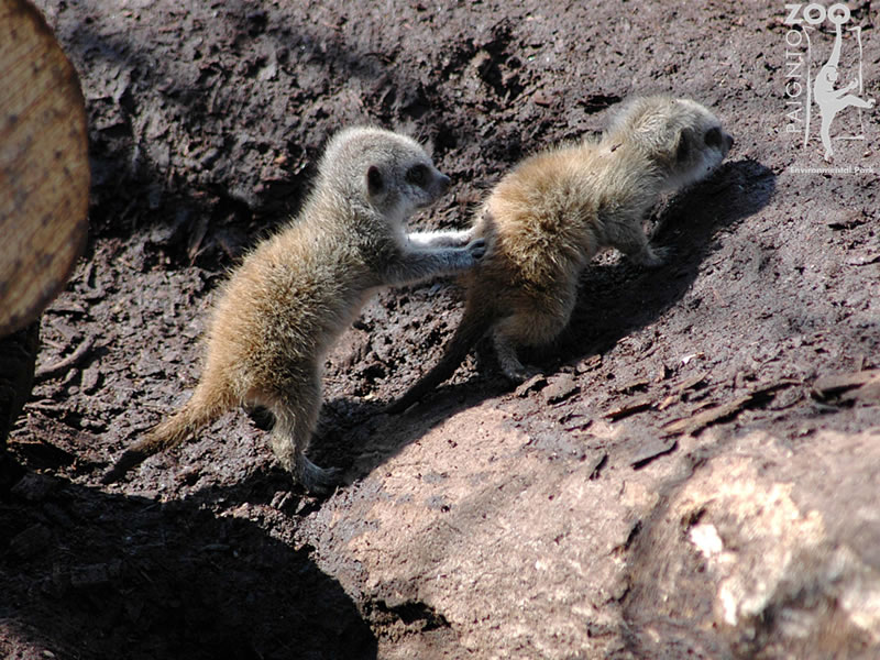 Paignton Zoo Wallpaper - HD Wallpaper 