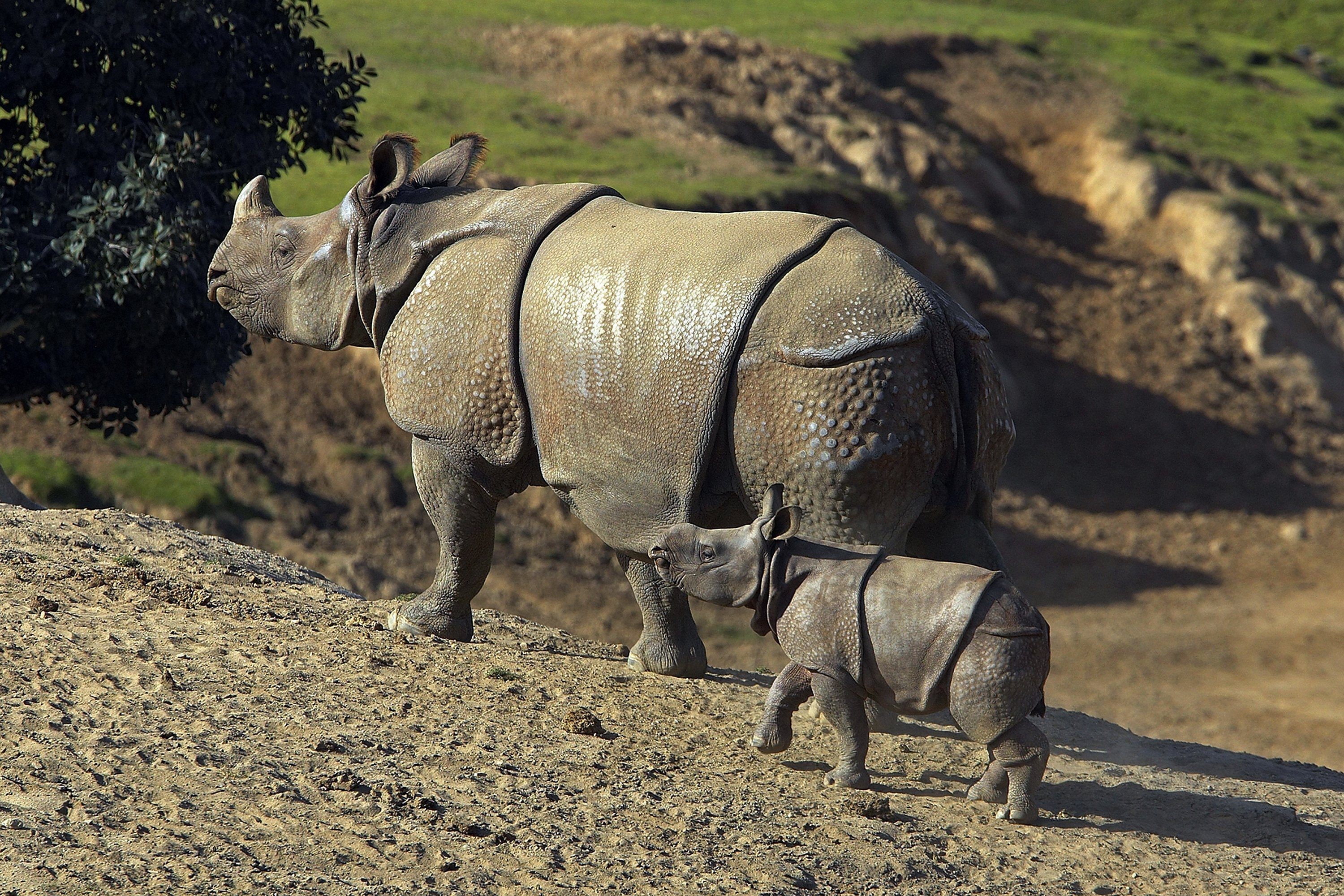 Rhinoceros In San Diego Zoo In California Us Wallpaper - Javan Rhino - HD Wallpaper 