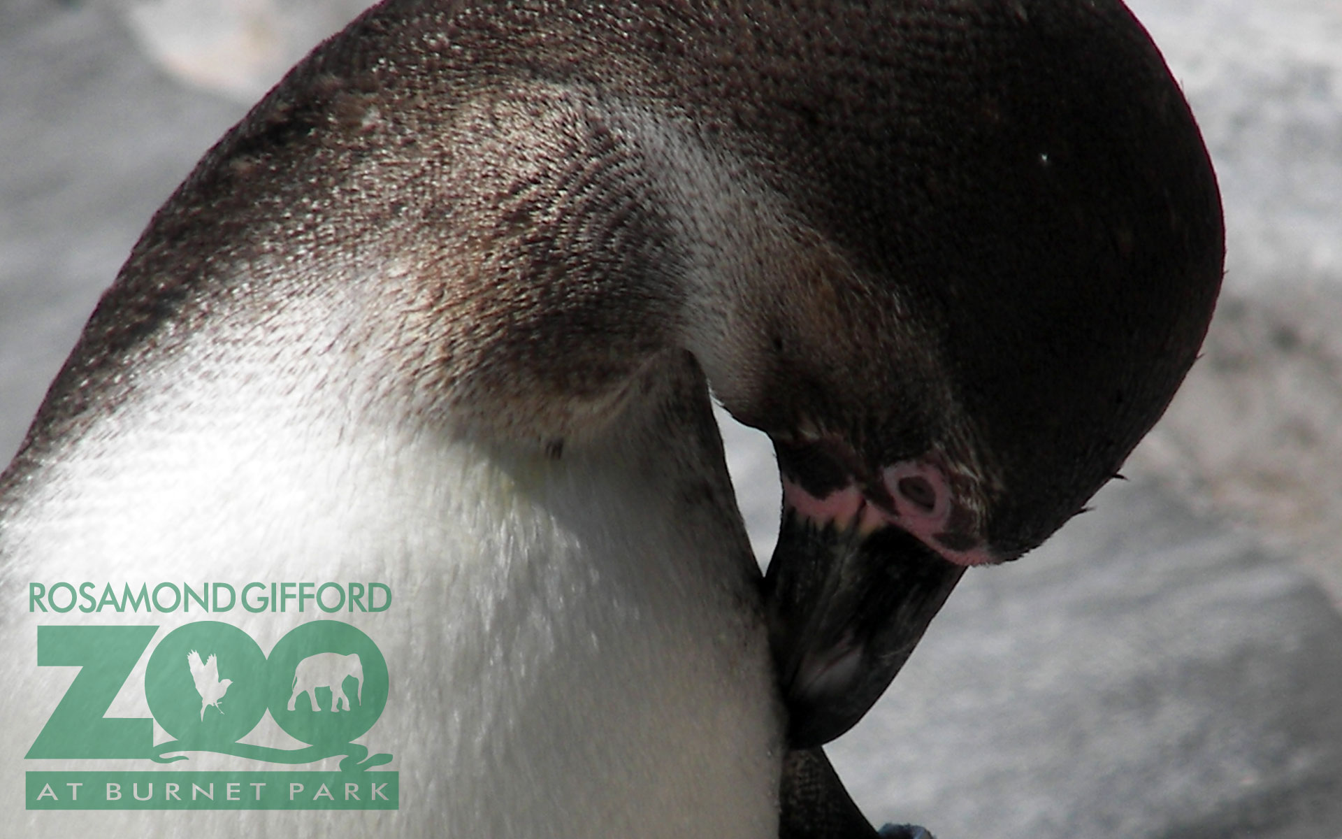 Penguin - HD Wallpaper 