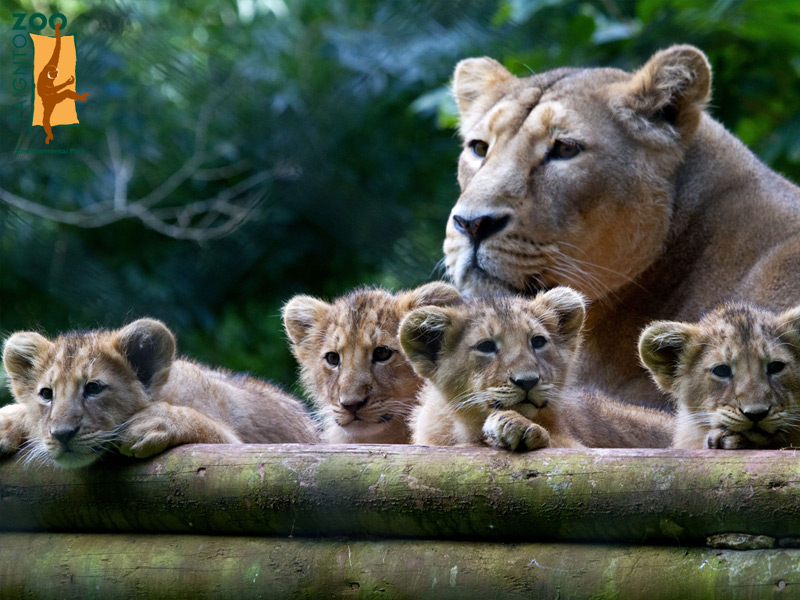 Paignton Zoo Wallpaper - Lion - HD Wallpaper 