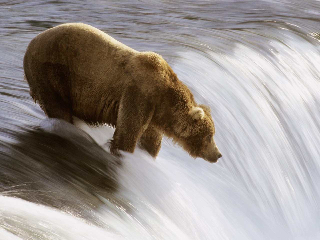Grizzly Fishing - HD Wallpaper 