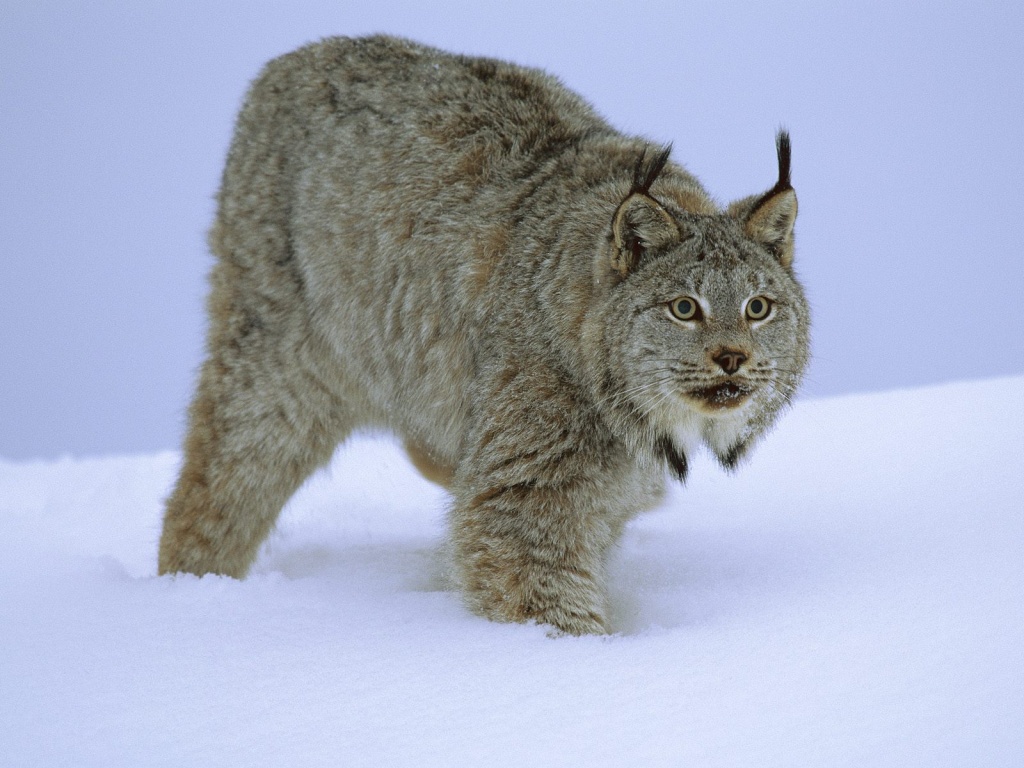 Lynx, Big Cats, Mammals, Animal Messages And Totems, - Wild Cat In Snow - HD Wallpaper 