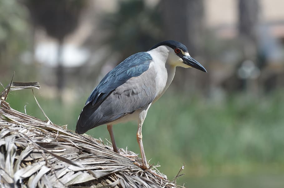 Bird, Huacachina, Peru, Oasis, Outdoors, Wildlife, - HD Wallpaper 