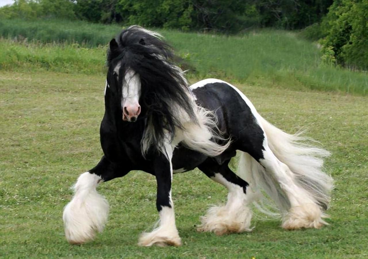 Gypsy Vanner Horse - HD Wallpaper 