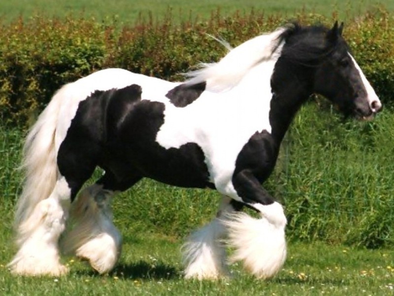 Gypsy Horse Wallpaper - Black And White Gypsy Vanner Horses - HD Wallpaper 
