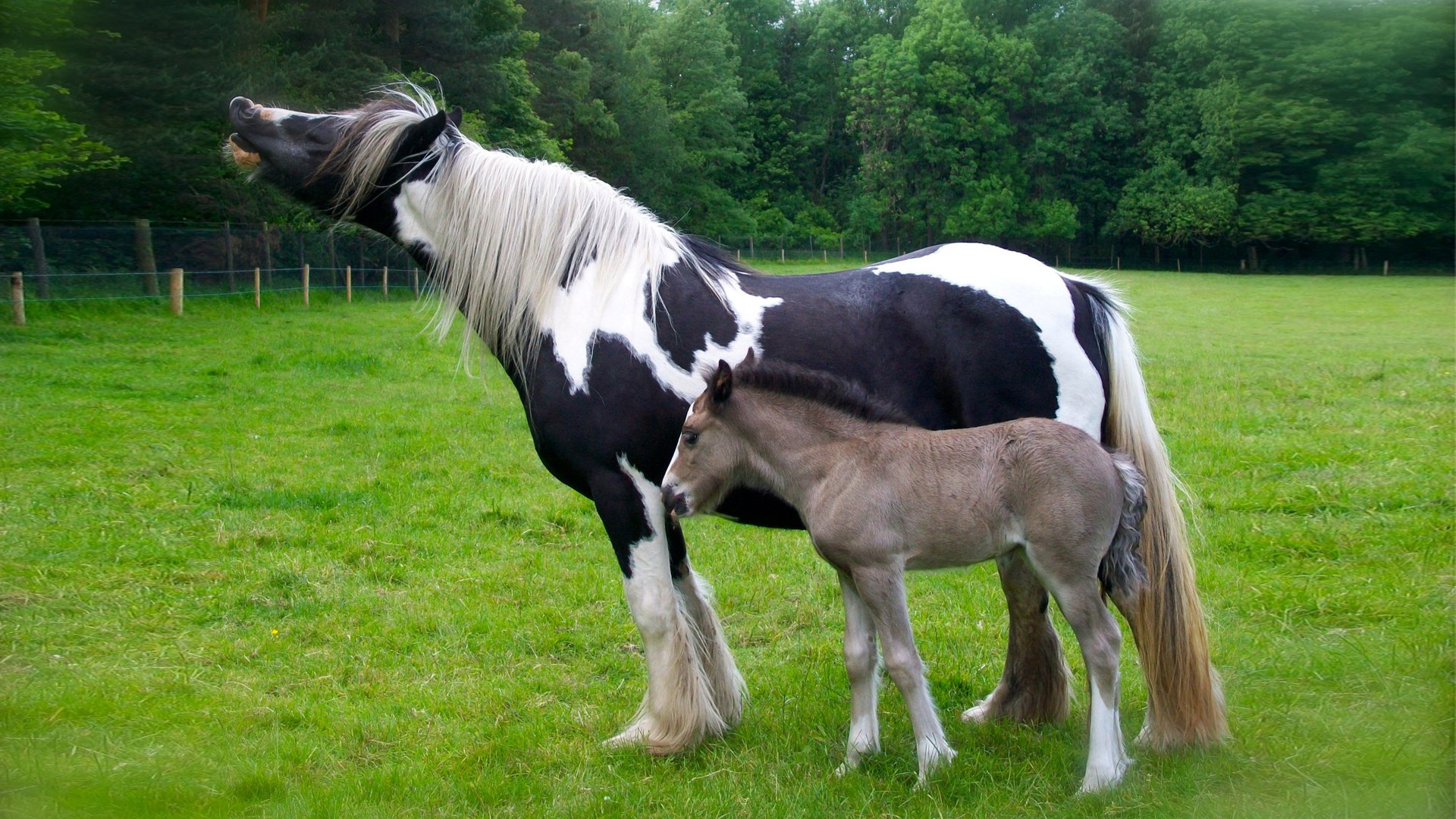 Gypsy Horse - HD Wallpaper 