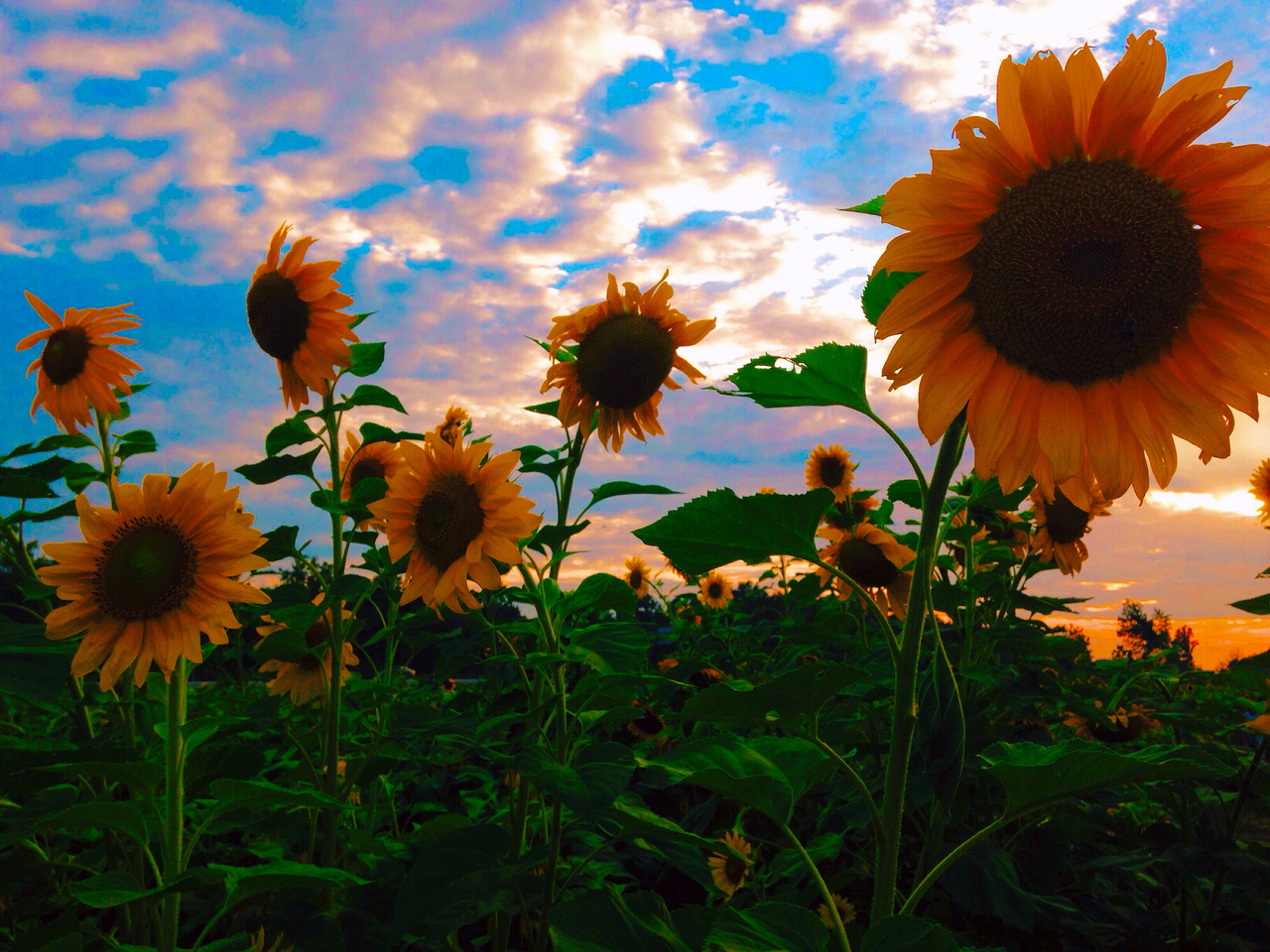 Adventure, Background And Beauty - Vintage Sunflower With Sunset - 1280x960  Wallpaper 