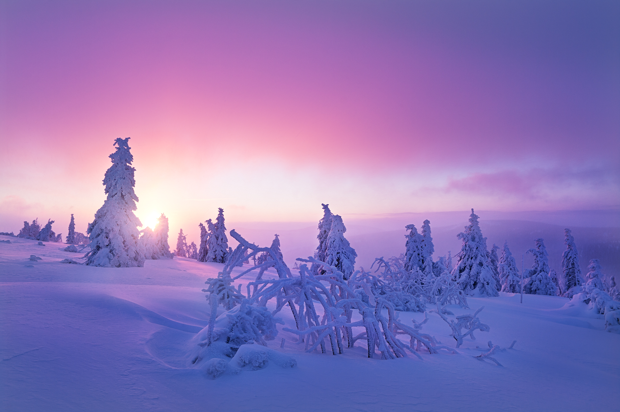 Winter Purple - HD Wallpaper 