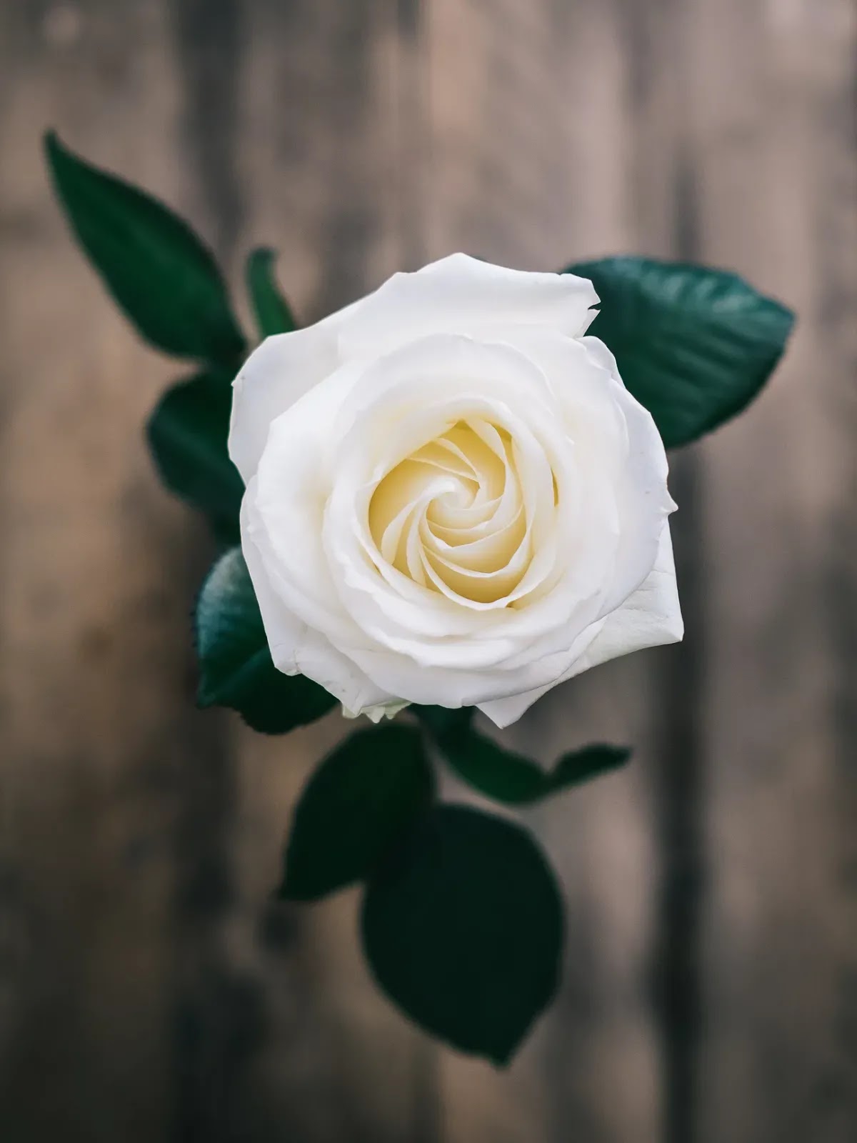 Flower Wallpaper White Rose - HD Wallpaper 