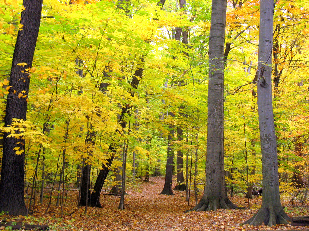 Managing Woodlots For Mast - Grove - HD Wallpaper 