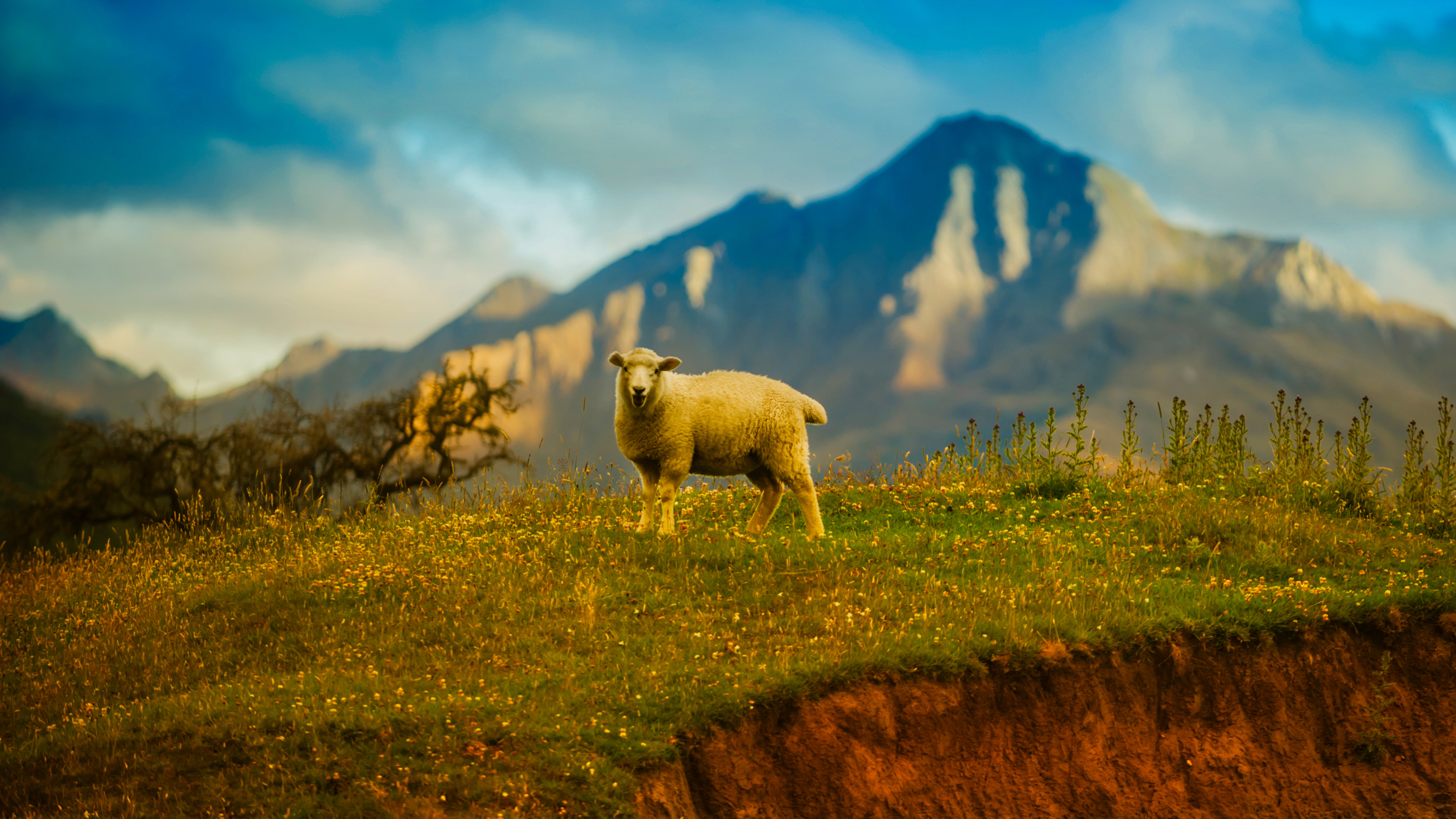 New Zealand Sheep 4k Wallpapers - New Zealand Wallpaper 4k - HD Wallpaper 