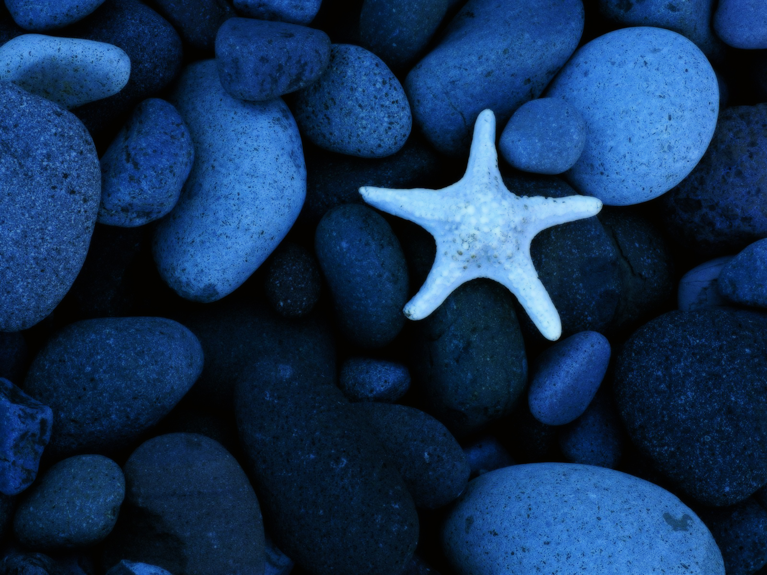 High Resolution Sea Star - HD Wallpaper 