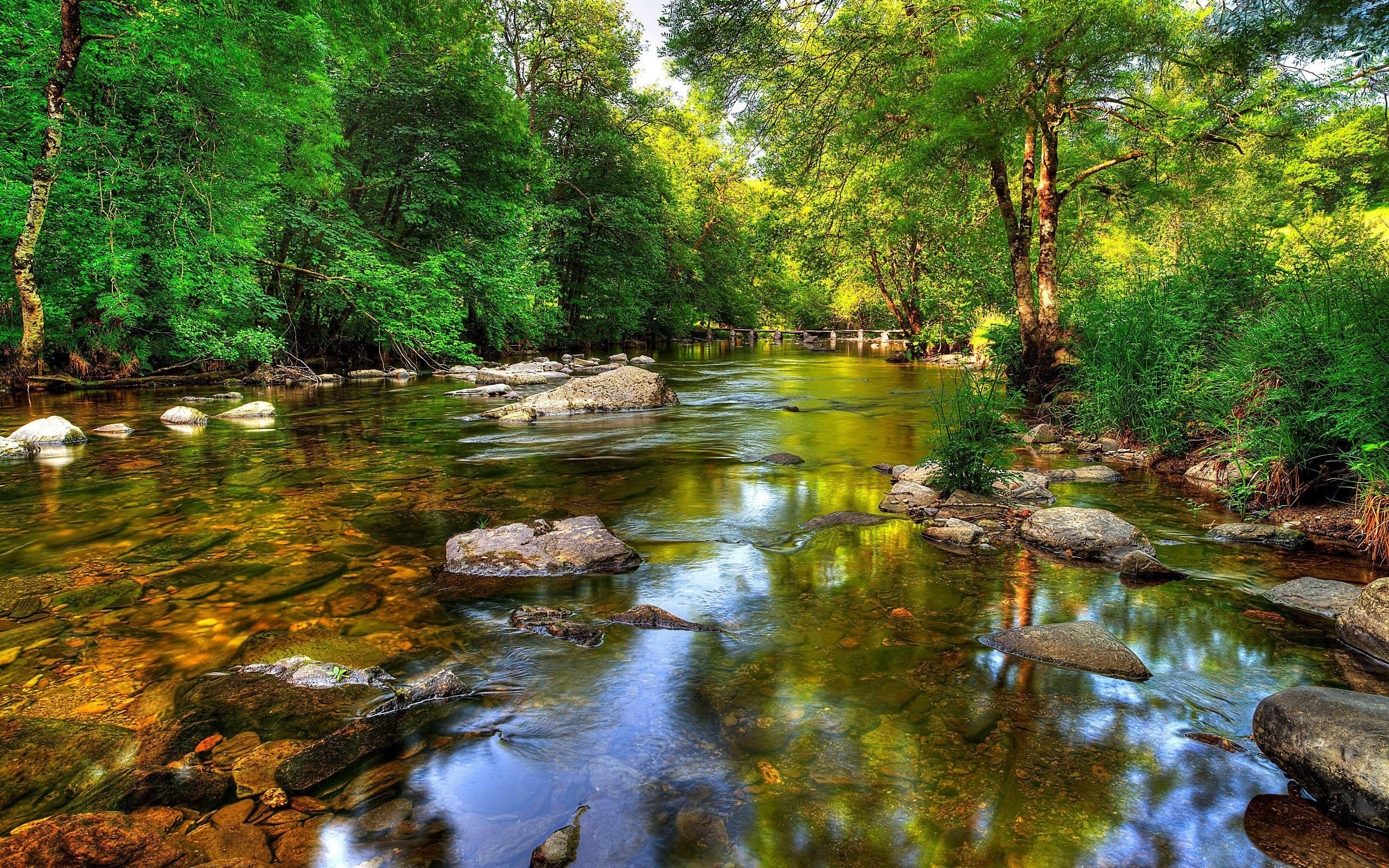 Clear River In Forest - HD Wallpaper 